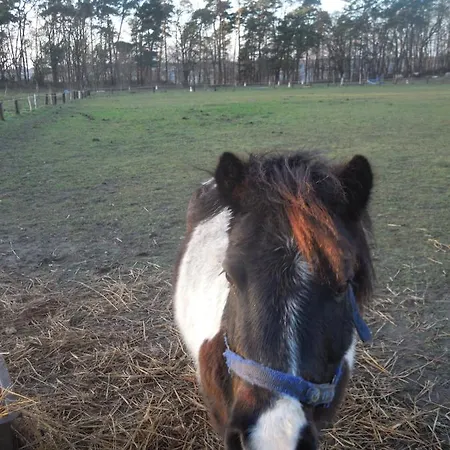Lenzer Parkblick Am Plauer Nyaraló Lenz