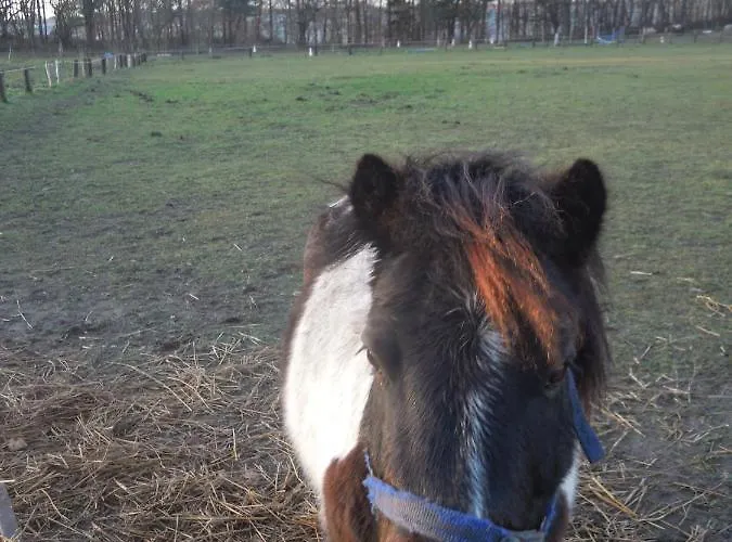 Lenzer Parkblick Am Plauer بيت للعطل Lenz